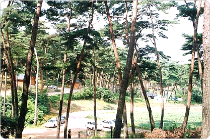 안면도자연휴양림